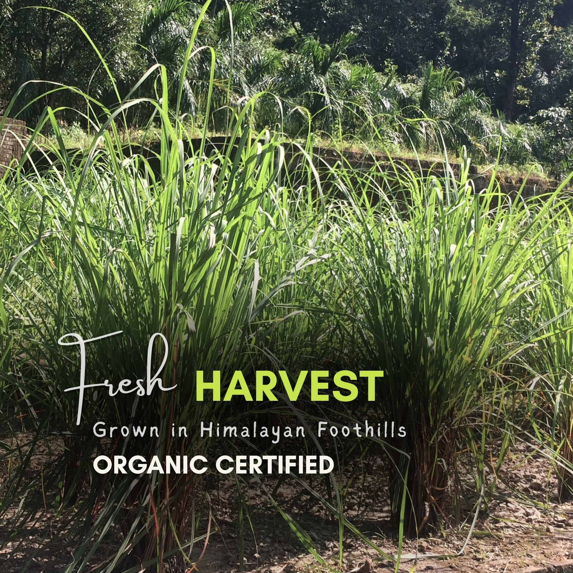 Lemongrass Harvesting Process